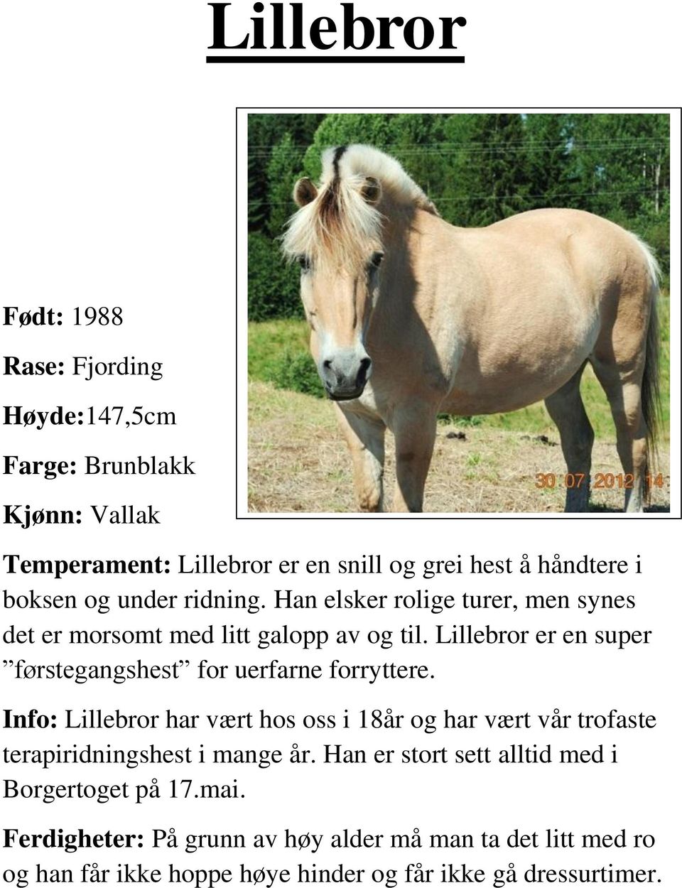 Lillebror er en super førstegangshest for uerfarne forryttere.