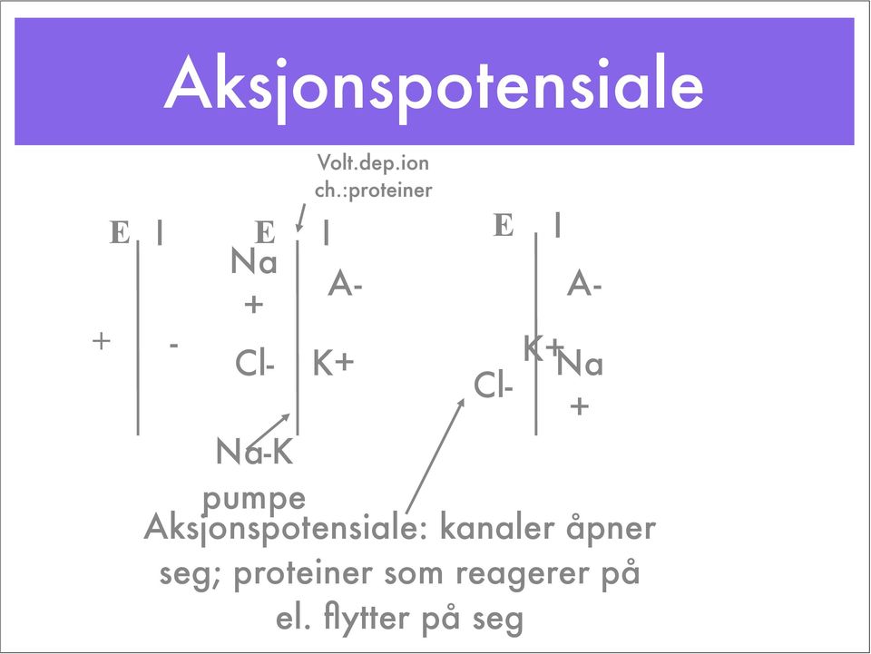 :proteiner I A- K+ E Cl- Cl- I A- K+ Na +