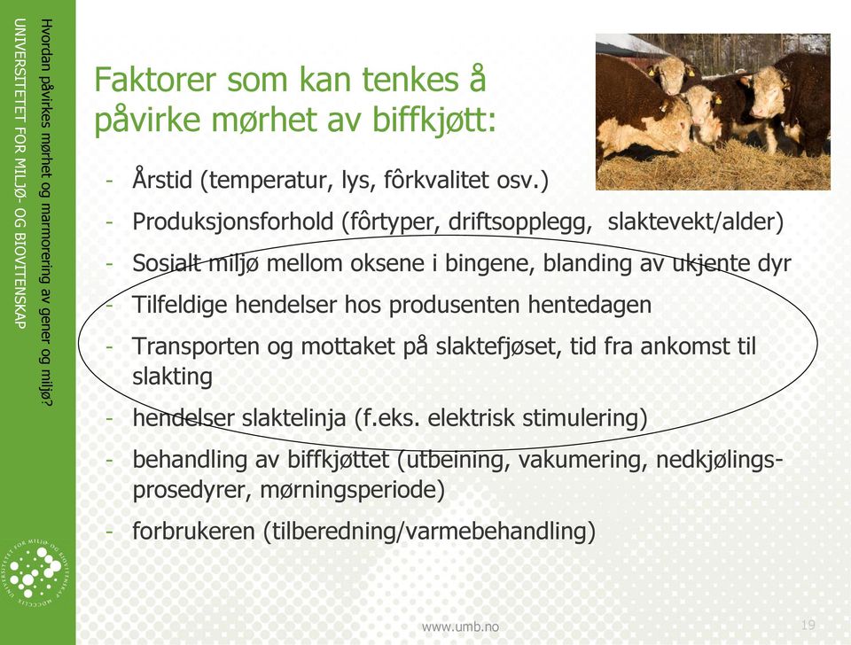 Tilfeldige hendelser hos produsenten hentedagen - Transporten og mottaket på slaktefjøset, tid fra ankomst til slakting - hendelser