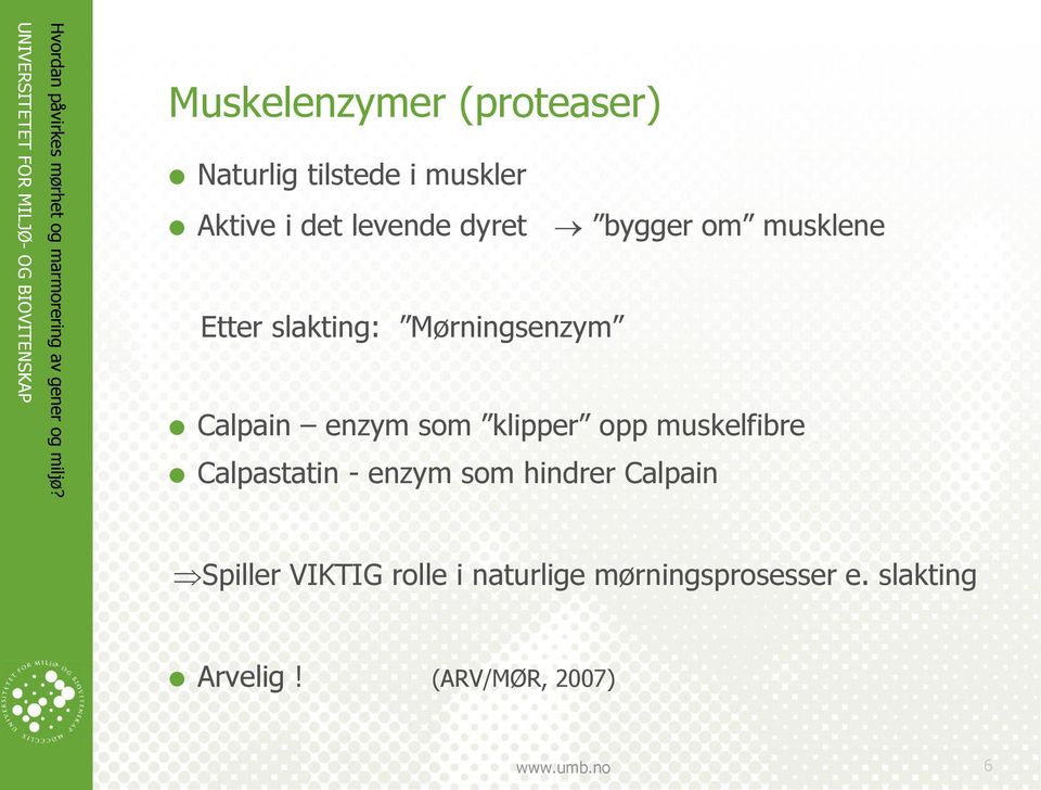 klipper opp muskelfibre Calpastatin - enzym som hindrer Calpain Spiller