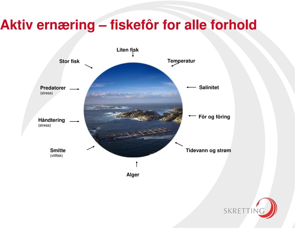 (stress) Salinitet Håndtering (stress) Fôr