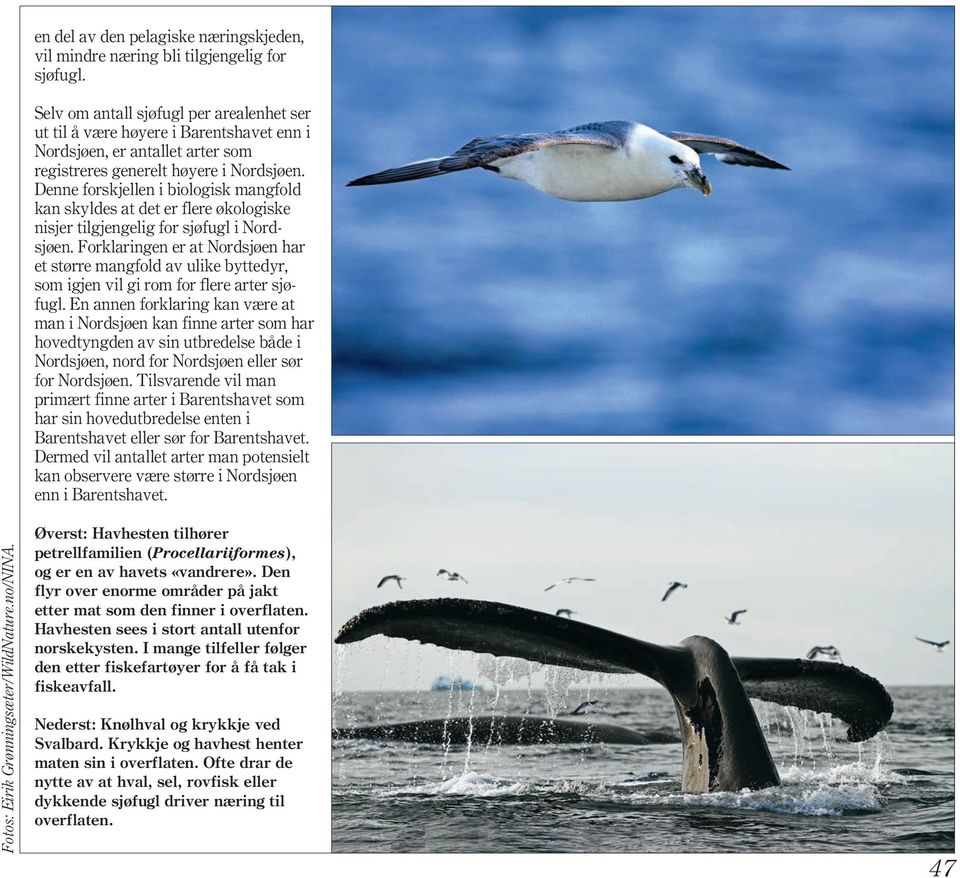Denne forskjellen i biologisk mangfold kan skyldes at det er flere økologiske nisjer tilgjengelig for sjøfugl i Nordsjøen.