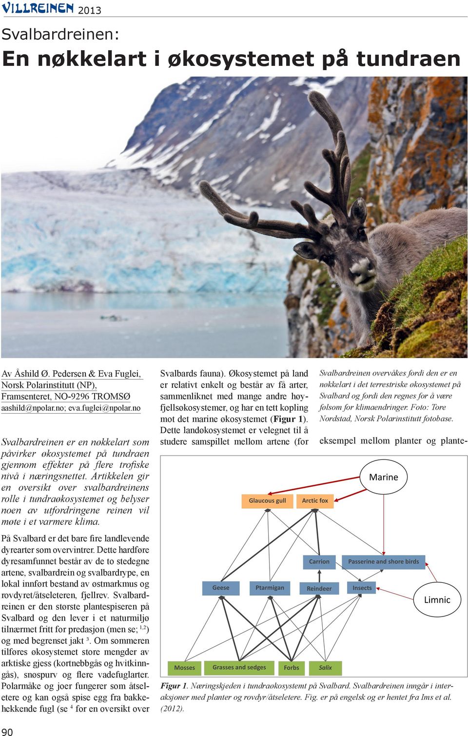 Artikkelen gir en oversikt over svalbardreinens rolle i tundraøkosystemet og belyser noen av utfordringene reinen vil møte i et varmere klima. Svalbards fauna).