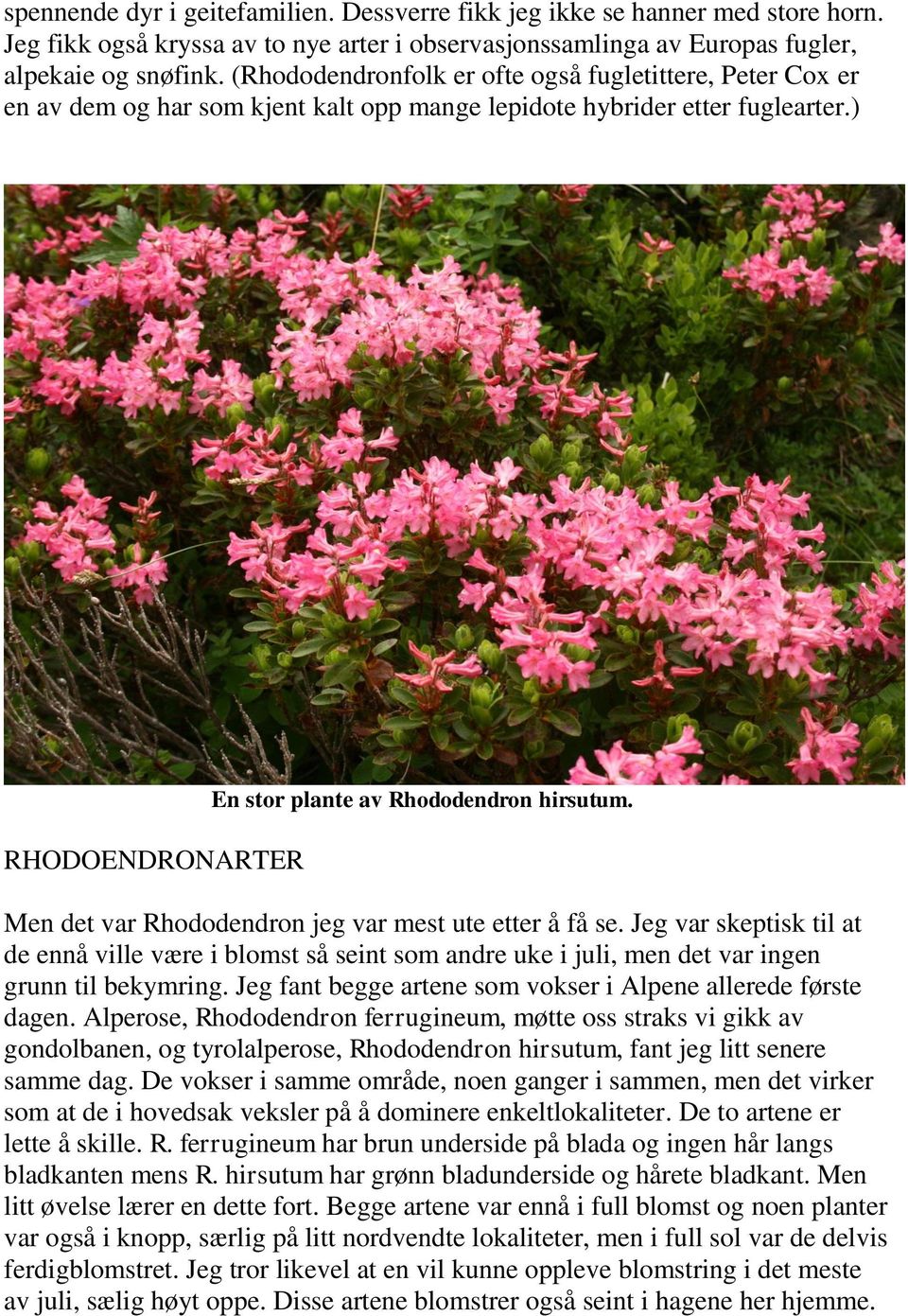 Men det var Rhododendron jeg var mest ute etter å få se. Jeg var skeptisk til at de ennå ville være i blomst så seint som andre uke i juli, men det var ingen grunn til bekymring.