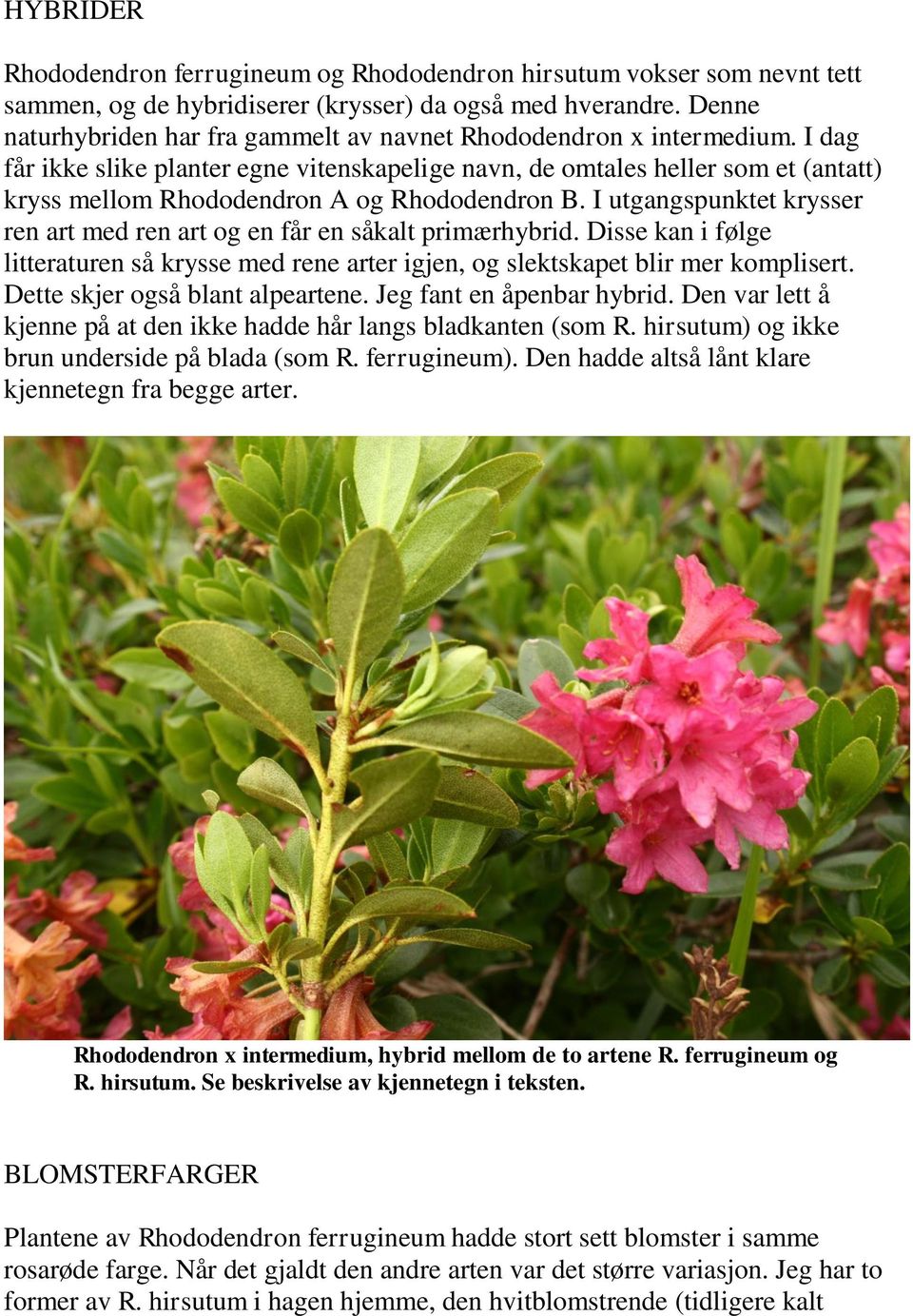 I dag får ikke slike planter egne vitenskapelige navn, de omtales heller som et (antatt) kryss mellom Rhododendron A og Rhododendron B.