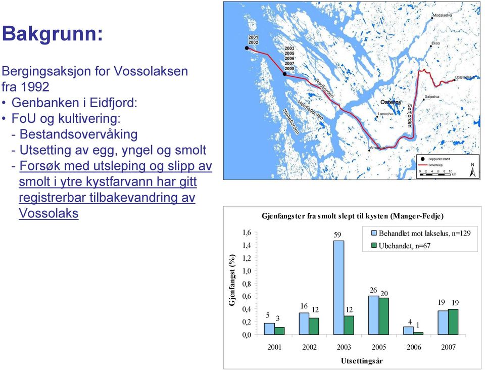 tilbakevandring av Vossolaks Gjenfangster fra smolt slept til kysten (Manger-Fedje) Gjenfangst (%).