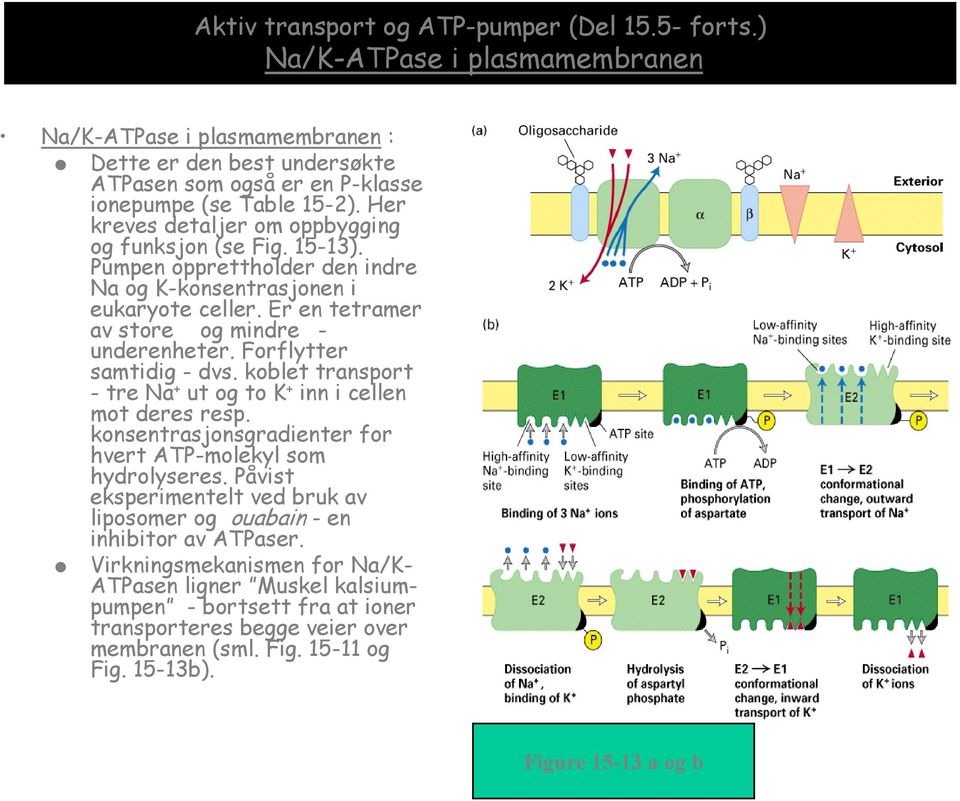 Forflytter samtidig - dvs. koblet transport - tre Na + ut og to K + inn i cellen mot deres resp. konsentrasjonsgradienter for hvert ATP-molekyl som hydrolyseres.