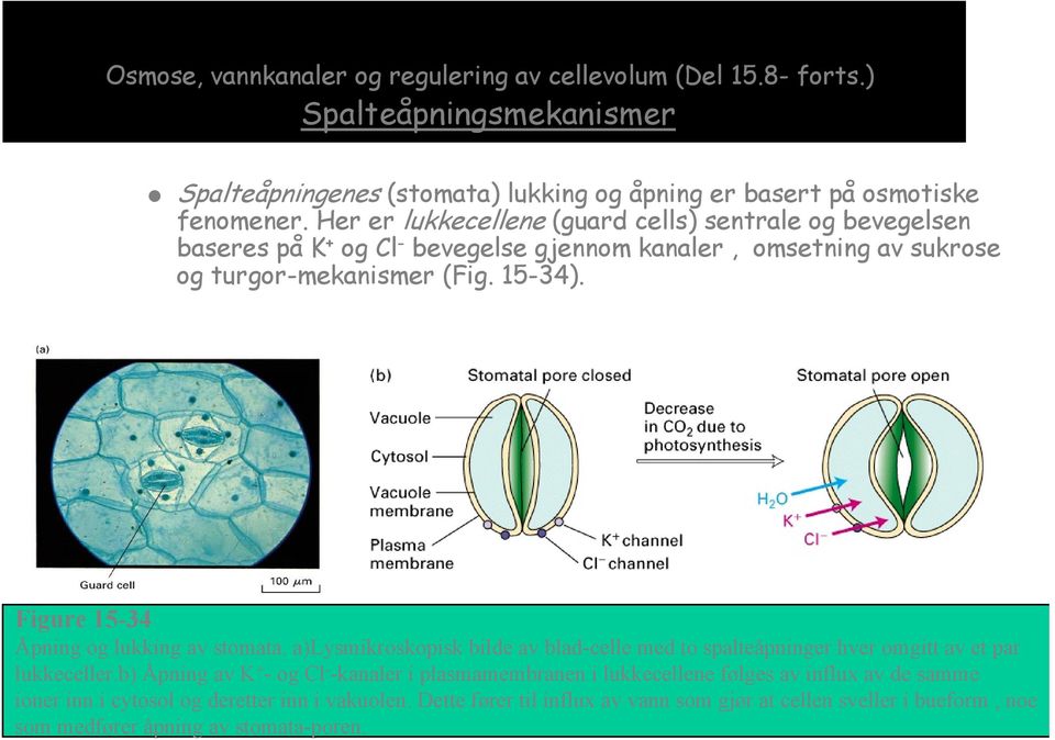 Figure 15-34 Åpning og lukking av stomata. a)lysmikroskopisk bilde av blad-celle med to spalteåpninger hver omgitt av et par lukkeceller.