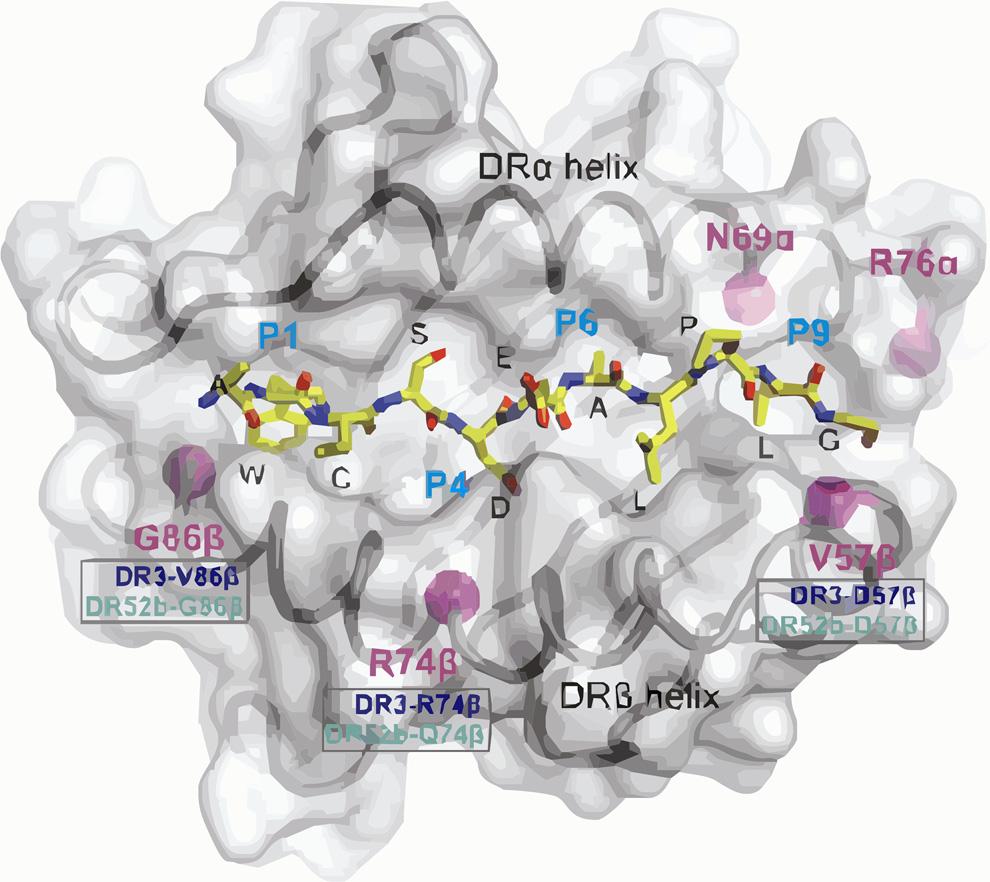 Figurer Figur 1: HPA1a:HLA-DR52a komplekset Illustrasjon av peptidbindingsstedet på HPA1a:HLA-DR52a- komplekset. Polypeptidets grunnstruktur er farget i mørkegrått.