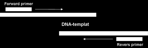 fragmenter av DNA som brukes til å indusere syntese av DNA i PCR Enzym (DNA