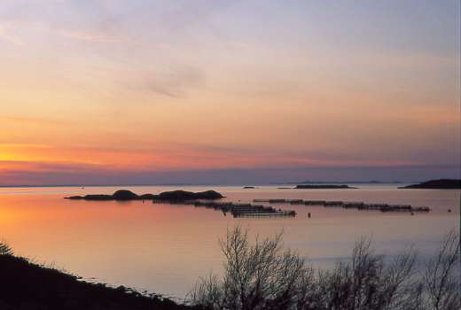 Effekt på marin villfisk Mål Beskrive