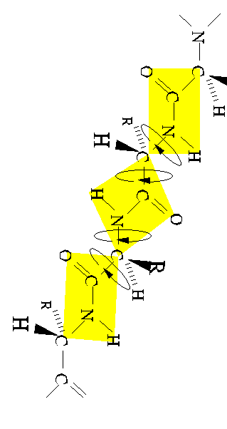 PEPTIDBINDING - foldingsstruktur