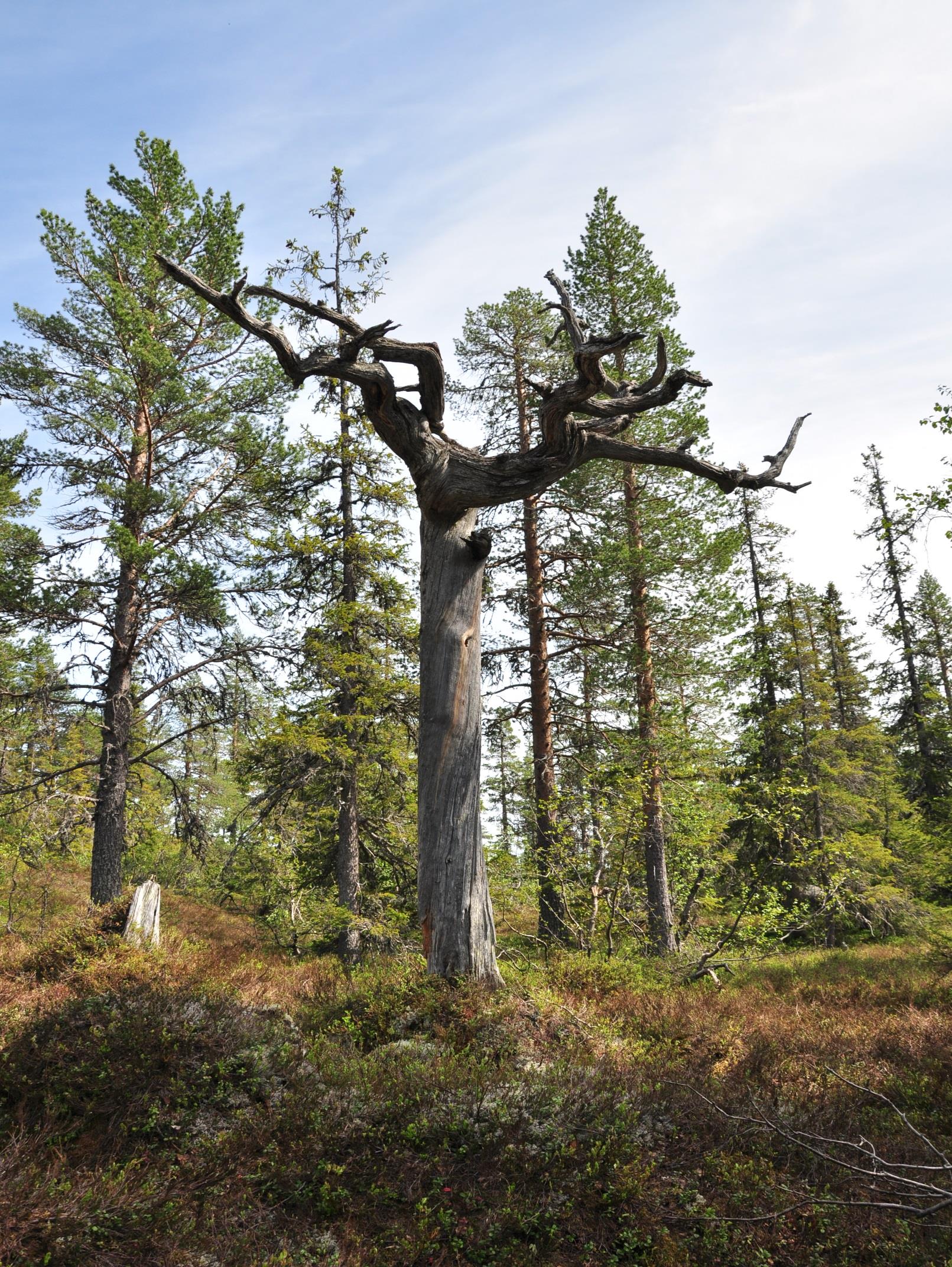 TRILLEMARKA-ROLLAGSFJELL