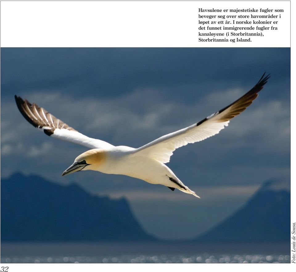 I norske kolonier er det funnet immigrerende fugler fra