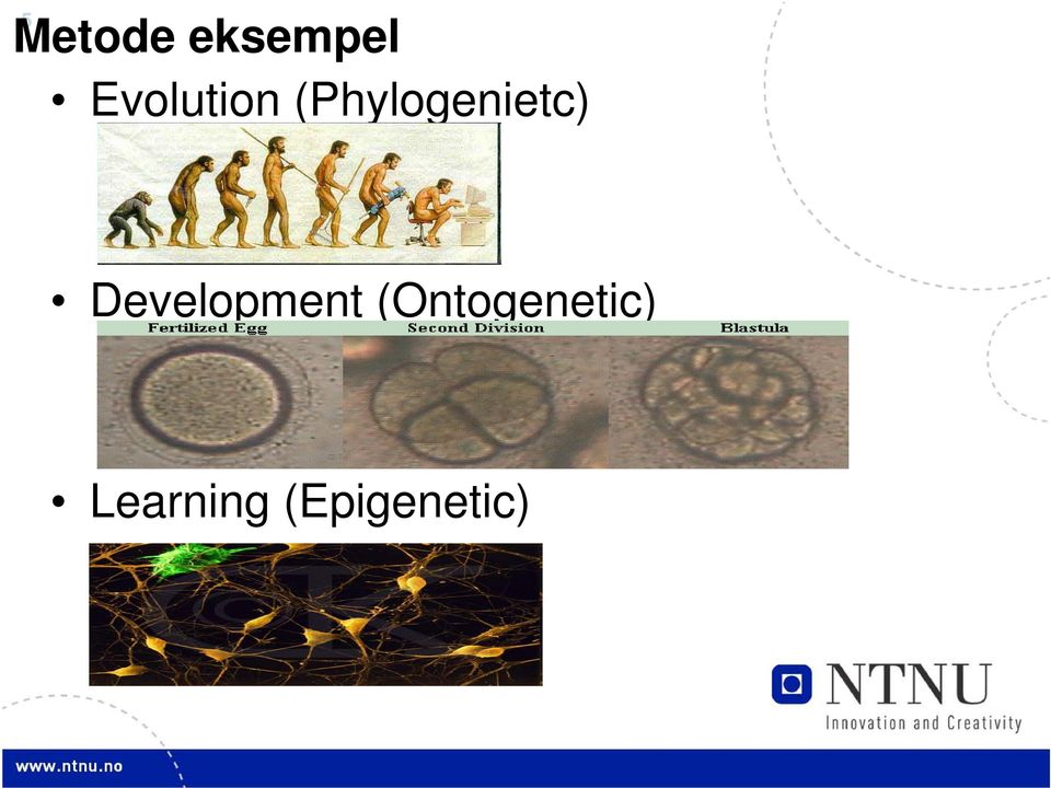 (Phylogenietc)