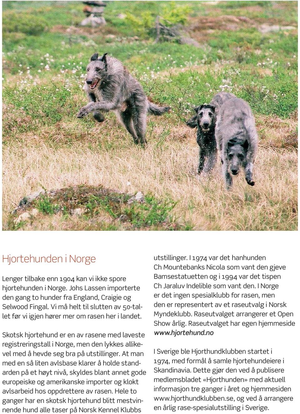 Skotsk hjortehund er en av rasene med laveste registreringstall i Norge, men den lykkes allikevel med å hevde seg bra på utstillinger.