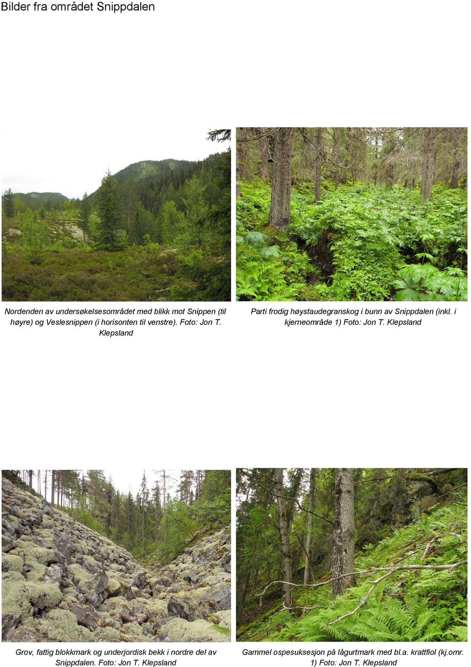 Klepsland Parti frodig høystaudegranskog i bunn av Snippdalen (inkl. i kjerneområde 1) Foto: Jon T.