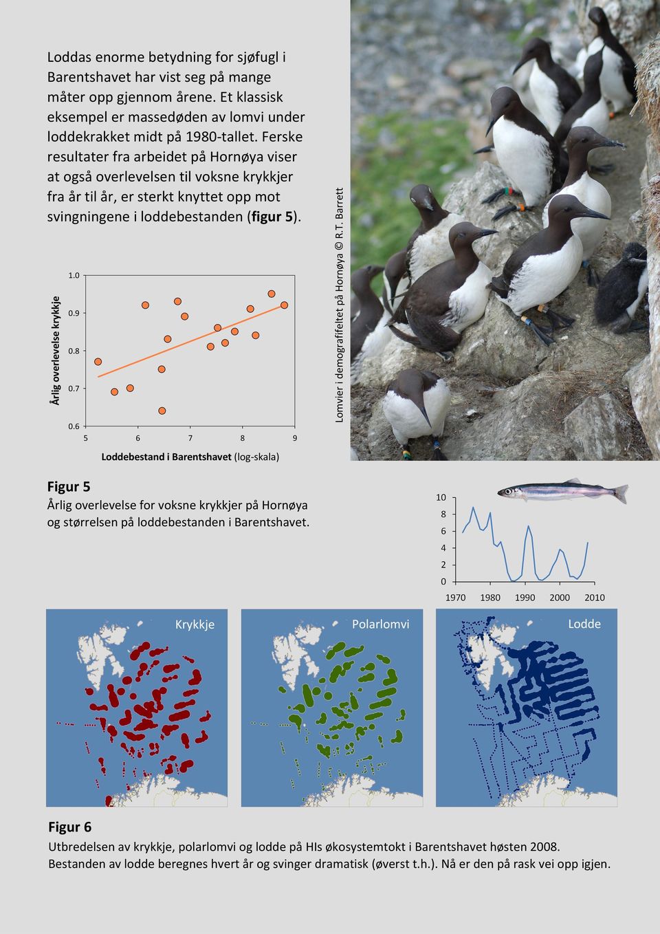 0 0.9 0.8 0.7 0.6 5 6 7 8 9 Loddebestand i Barentshavet (log skala) Lomvier i demografifeltet på Hornøya R.T.