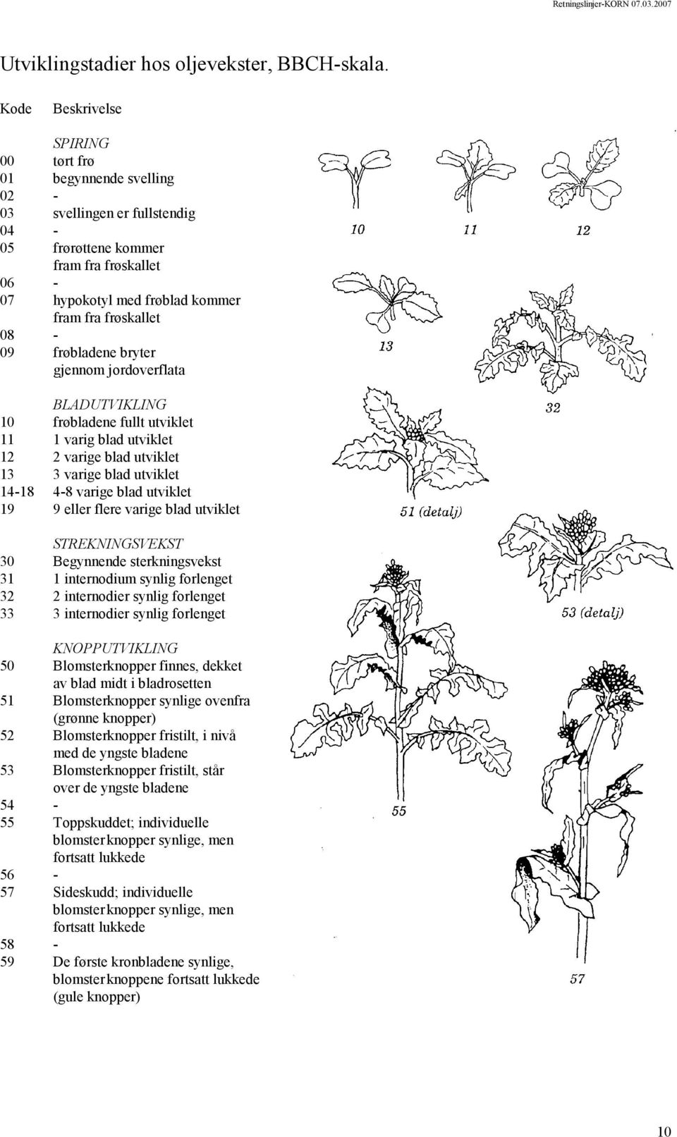 frøbladene bryter gjennom jordoverflata BLADUTVIKLING 10 frøbladene fullt utviklet 11 1 varig blad utviklet 12 2 varige blad utviklet 13 3 varige blad utviklet 14-18 4-8 varige blad utviklet 19 9