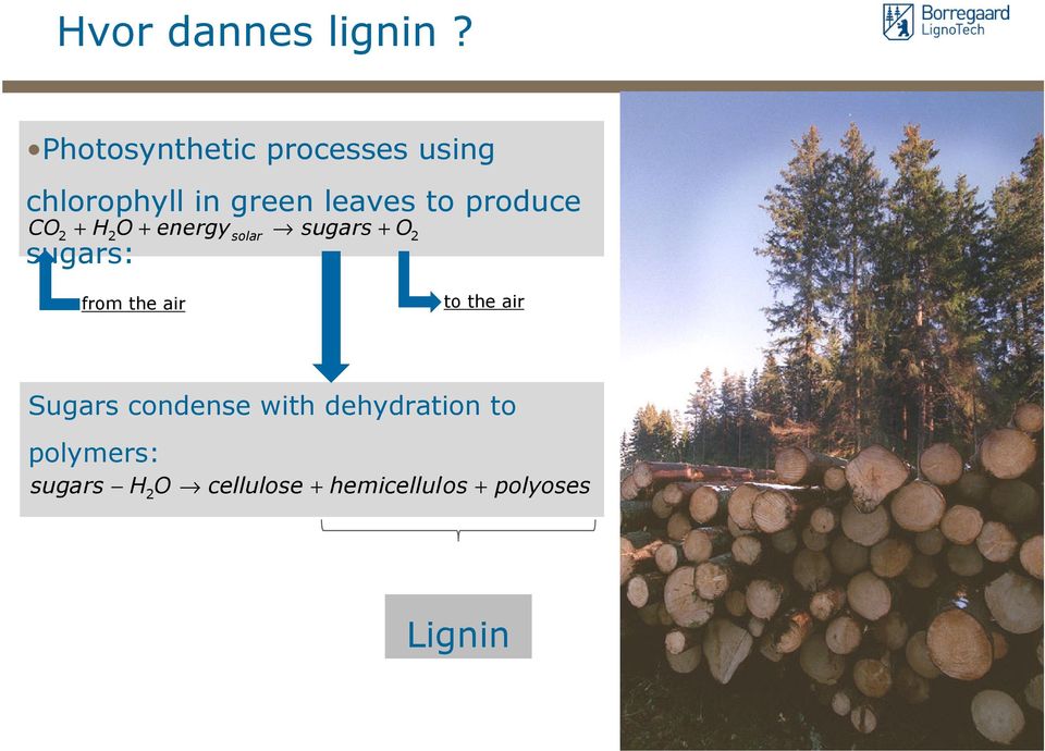 produce CO solar + 2 + H2O + energy sugars O2 sugars: from the