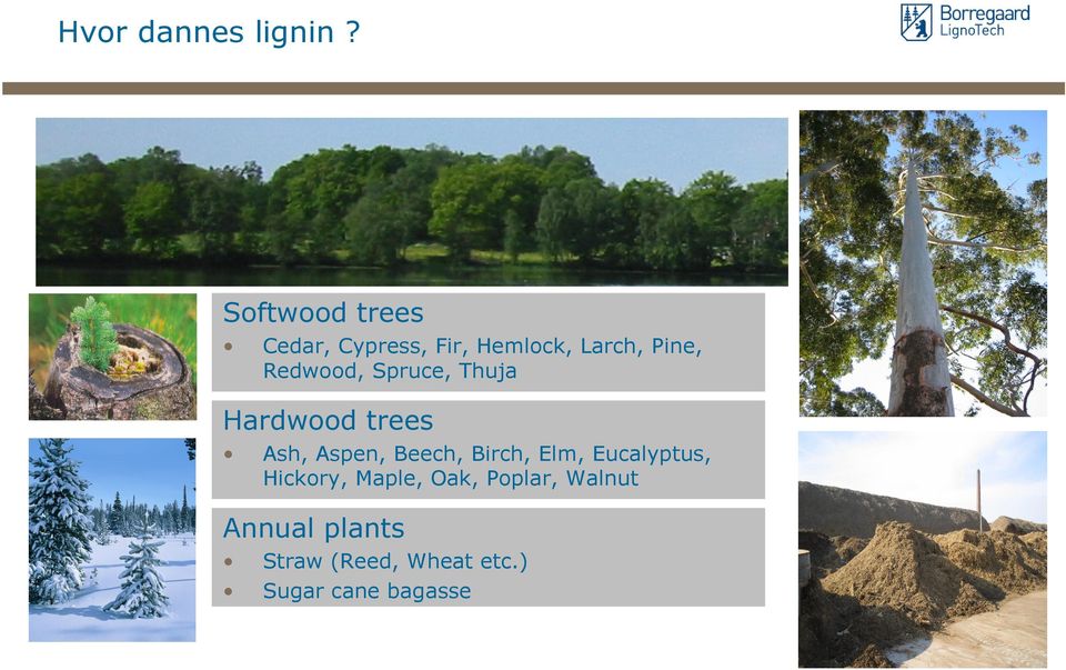Redwood, Spruce, Thuja Hardwood trees Ash, Aspen, Beech,