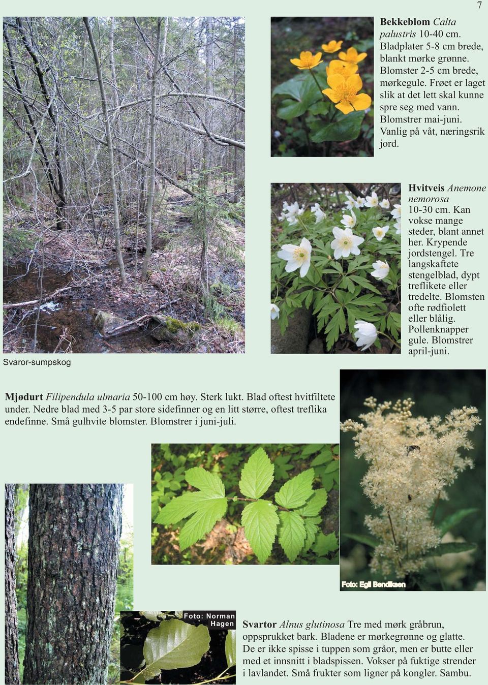 Tre langskaftete stengelblad, dypt treflikete eller tredelte. Blomsten ofte rødfiolett eller blålig. Pollenknapper gule. Blomstrer april-juni. Mjødurt Filipendula ulmaria 50-100 cm høy. Sterk lukt.