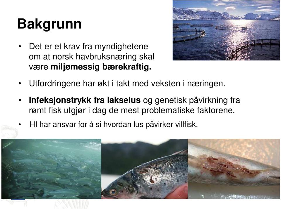 Infeksjonstrykk fra lakselus og genetisk påvirkning fra rømt fisk utgjør i dag