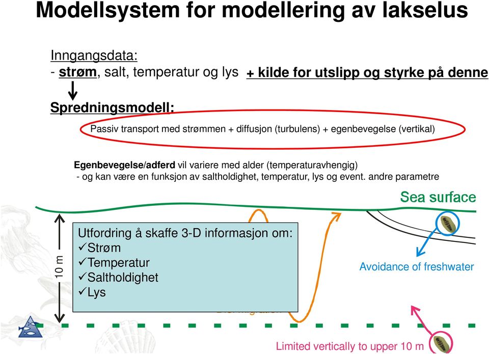 alder (temperaturavhengig) - og kan være en funksjon av saltholdighet, temperatur, lys og event.