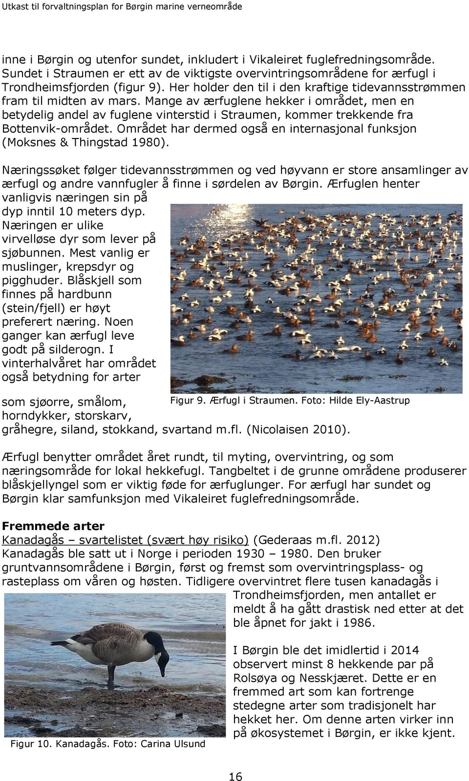 Mange av ærfuglene hekker i området, men en betydelig andel av fuglene vinterstid i Straumen, kommer trekkende fra Bottenvik-området.
