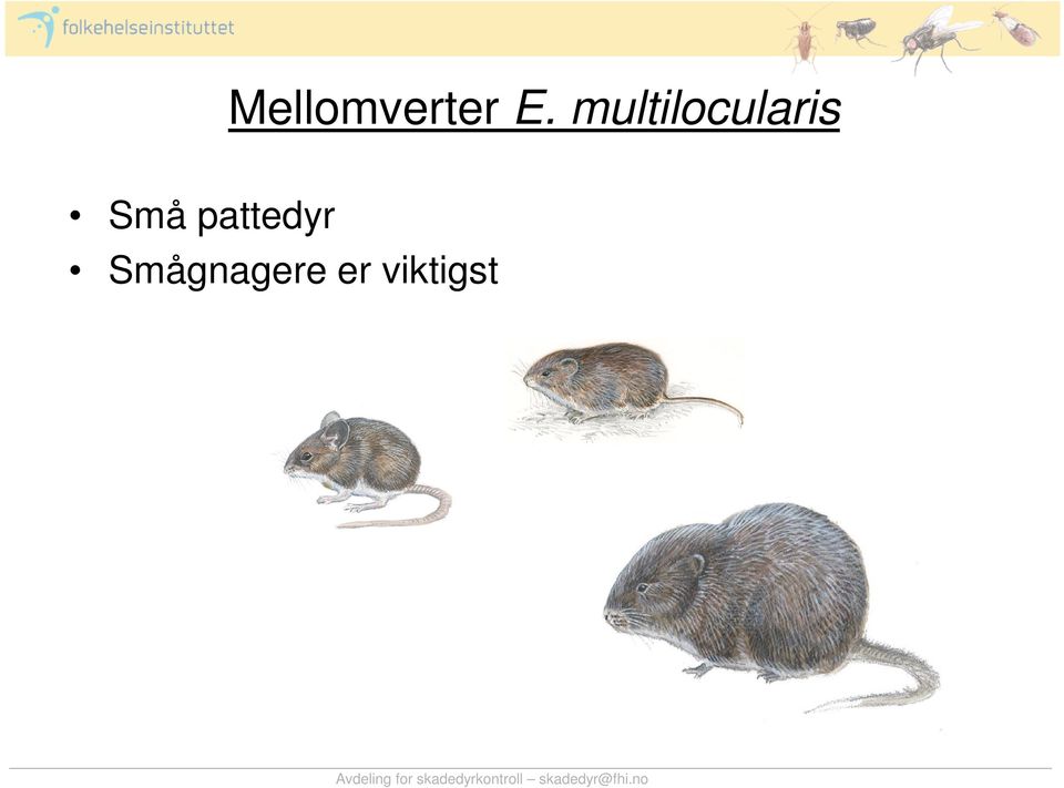 Små pattedyr