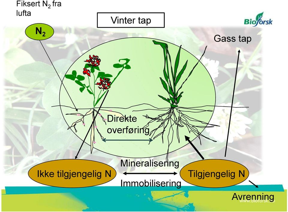 Mineralisering Ikke tilgjengelig N