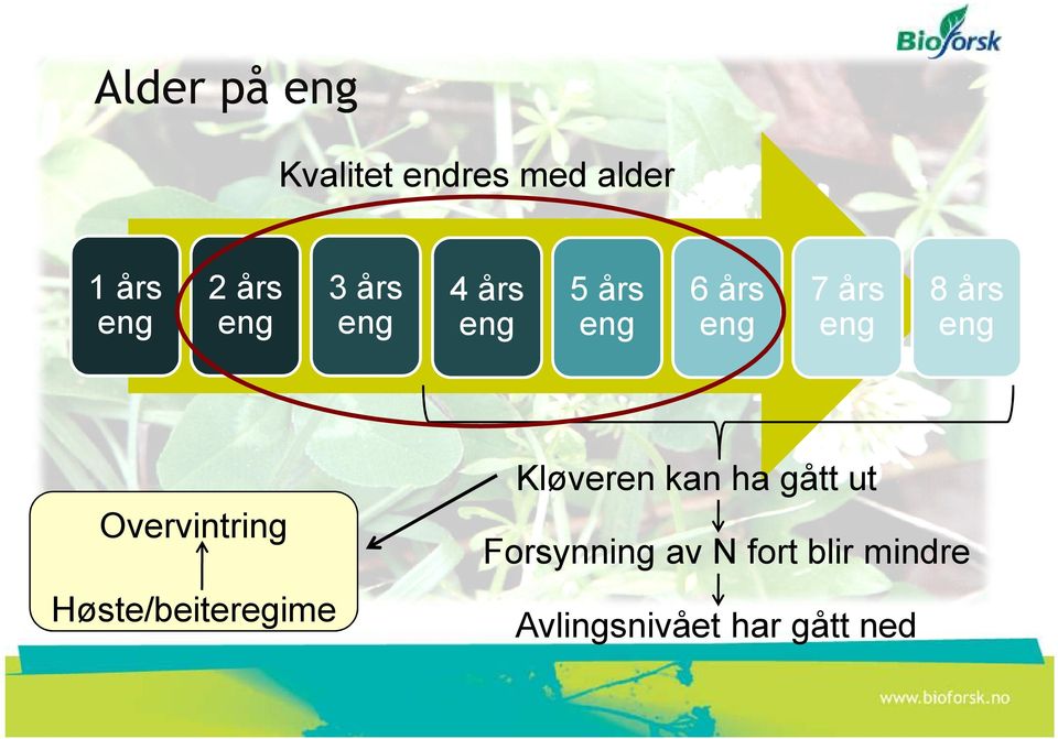 eng Kløveren kan ha gått ut Overvintring Høste/beiteregime