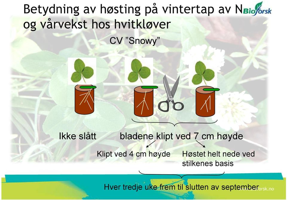 høyde Klipt ved 4 cm høyde Høstet helt nede ved