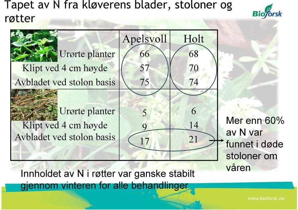 høyde Avbladet ved stolon basis 5 9 17 6 14 21 Innholdet av N i røtter var ganske stabilt