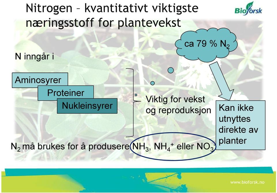 Nukleinsyrer Viktig for vekst og reproduksjon Kan ikke