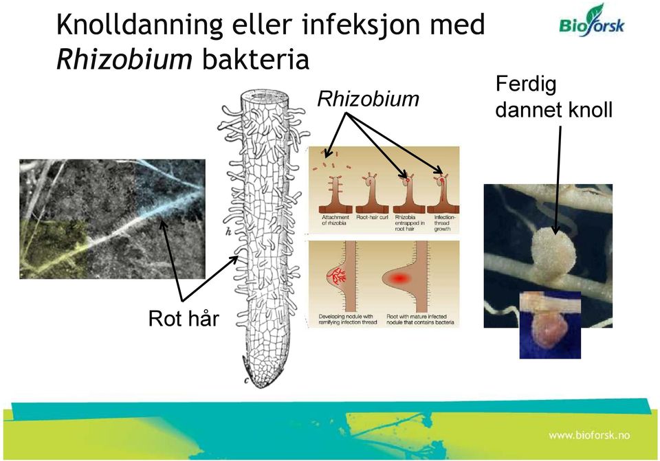 Rhizobium bakteria