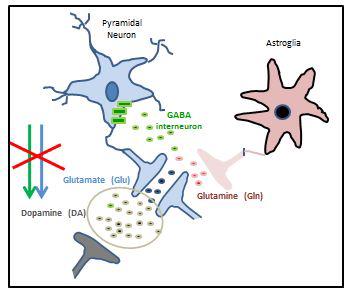 The healthy indivdiual Neurochemistry of auditory hallucinations 1. Cortical Glu is synthesized from astroglia Gln 2. Release of Glu is balanced by GABA release 3.