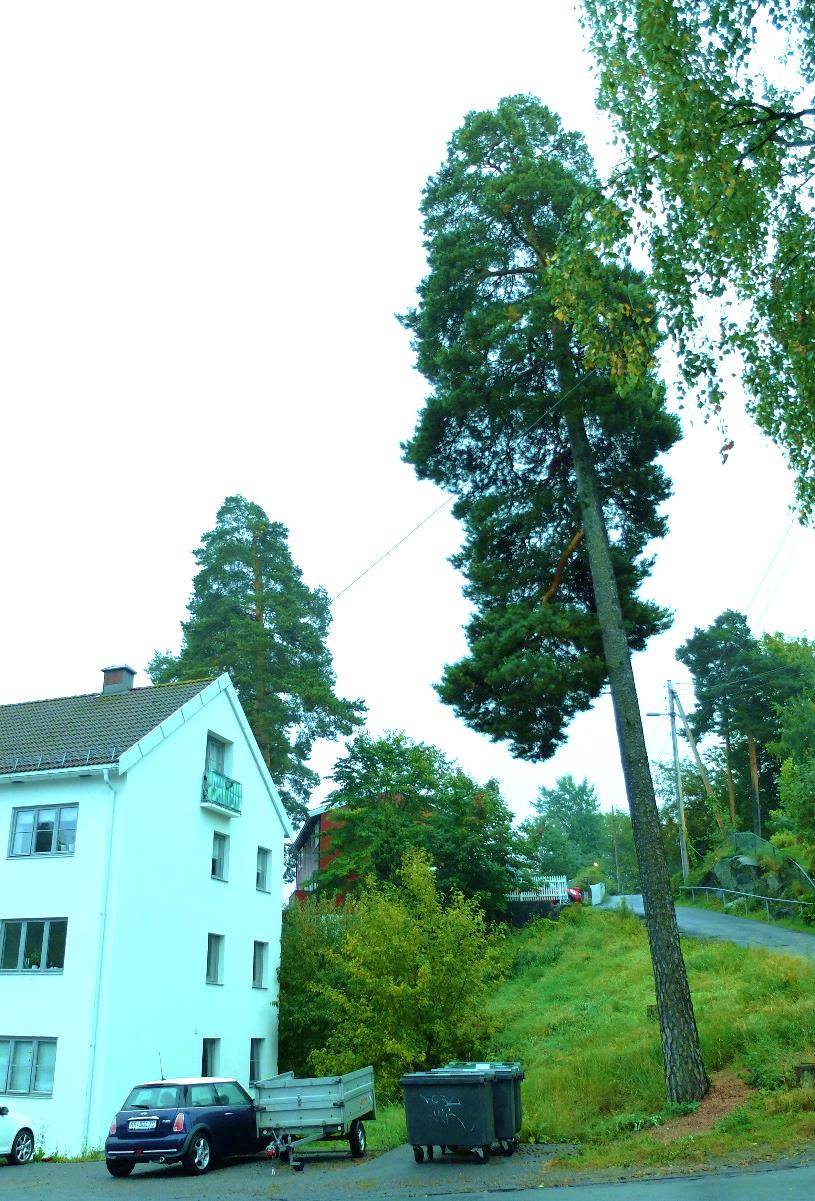 5 Nordstrand Gladvollveien TETTHET: 18 trær / 1000m 2 SANNTID:258