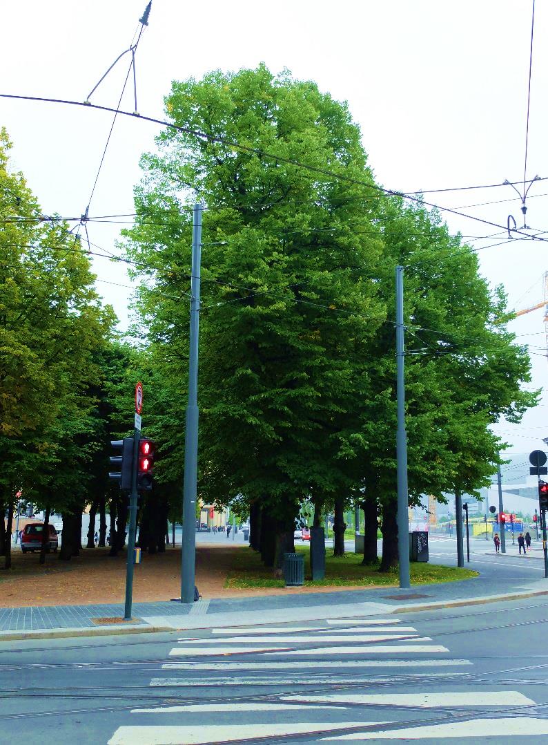 5 Sentrum Prinsensgate TETTHET: 18 trær / 1000m 2 SANNTID: 17