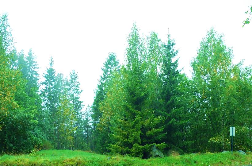 3 Søndre Nordstrand Nordåsveien TETTHET: 21 trær / 1000m 2 SANNTID: