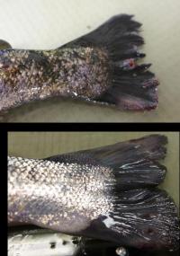 Morflogiske OVI s Protokoll for å måle fiskevelferd til postsmolt i merd 1. Taperfisk status 2. Kondisjon 3. Ryggradsdeformitet 4. Finnestatus 5. Skinnstatus 6. Øyestatus 7. Gjellestatus 8.