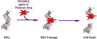 Alkeran og Cyklofosfamid Derivater av sennepsgass. Kryssbinder DNA, og skaper brudd i DNA-tråden.