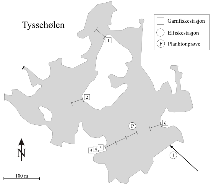 Figur 27. Kart over Tyssehølen, med avmerking av innløpsbekker (piler), elektrofiskestasjoner (nummererte sirkler), posisjon for planktonprøve ( P ) og plassering av garn (nummererte firkanter).