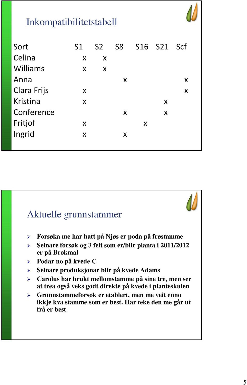 Brokmal Podar no på kvede C Seinare produksjonar blir på kvede Adams Carolus har brukt mellomstamme på sine tre, men ser at trea også veks godt