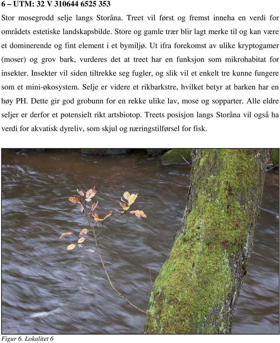 Ut ifra forekomst av ulike kryptogamer (moser) og grov bark, vurderes det at treet har en funksjon som mikrohabitat for insekter.