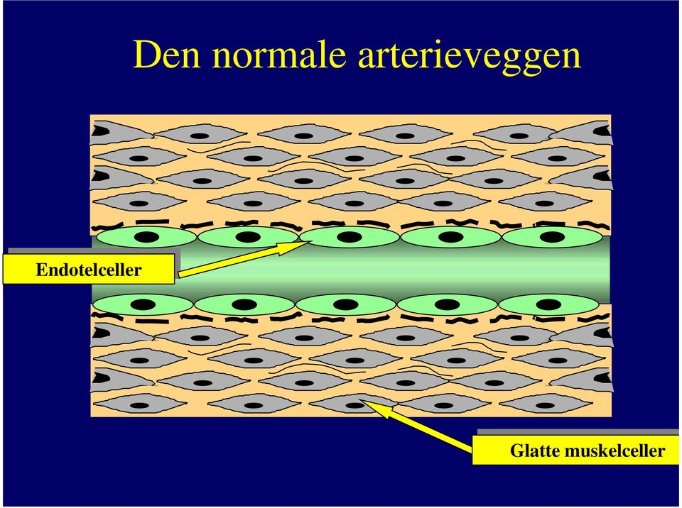 Endotelceller