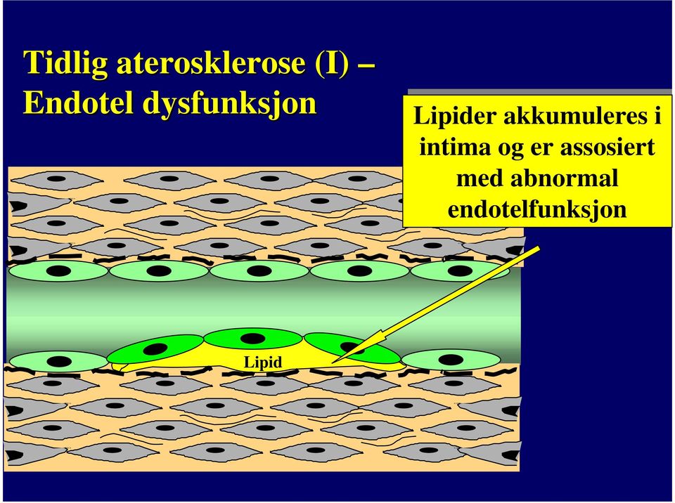 akkumuleres ii intima og er er