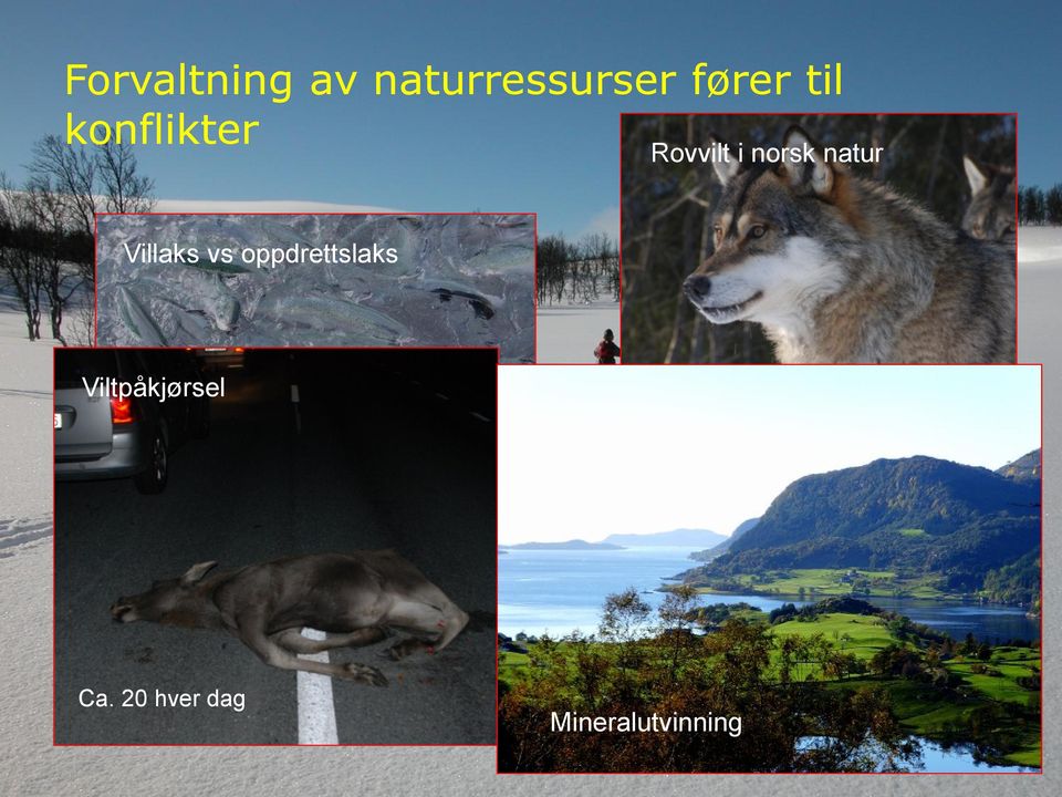 natur Villaks vs oppdrettslaks