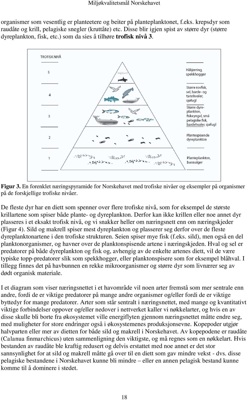 En forenklet næringspyramide for Norskehavet med trofiske nivåer og eksempler på organismer på de forskjellige trofiske nivåer.