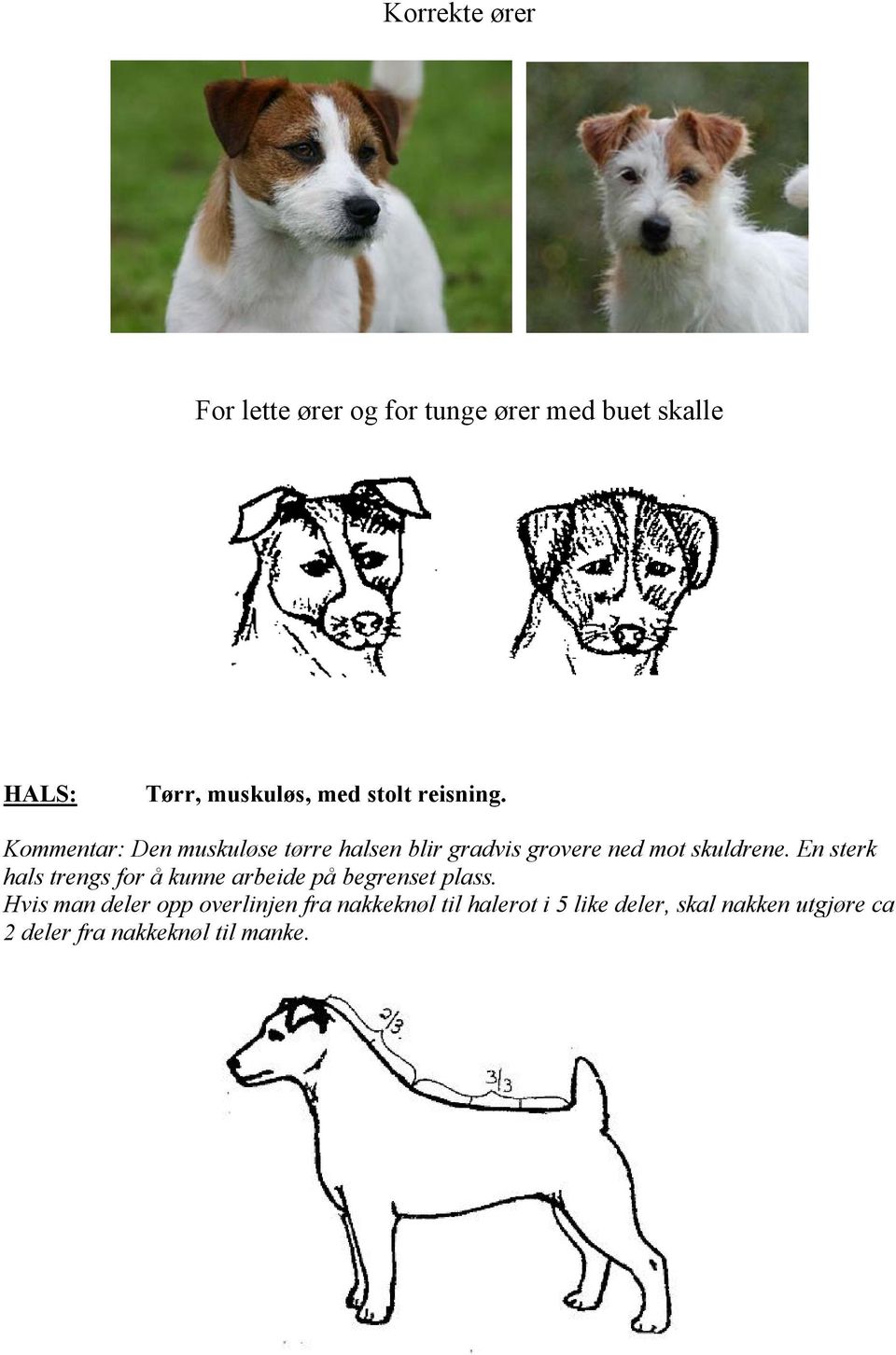 Jack Russell Terrier Rasekompendium - PDF Gratis nedlasting